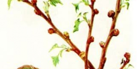 Kako se nositi s bubrežnim grinjama na grmovima ribizle